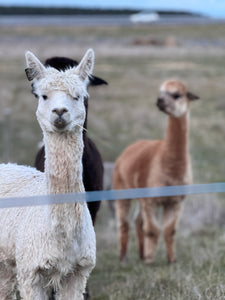 1 white alpaca looks into the camera. 2 more are behind him